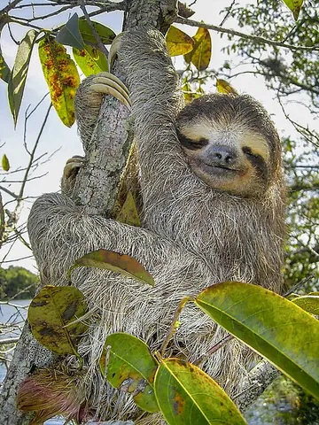 three-toed sloth: any member of the species of the genus Bradypus of sloth having three toes on each limb
