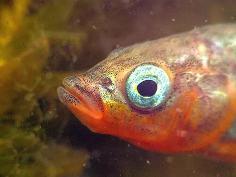 threespine stickleback: gasterosteus aculeatus, an endangered species of European stickleback