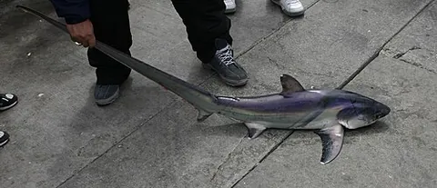 thresher shark: any of the species of sharks in the genus Alopias, three of which are extant