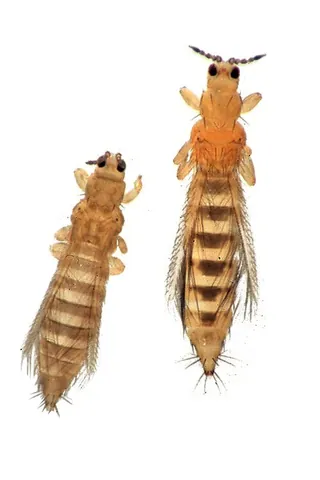 thrips: any of the many small insects of the order Thysanoptera, especially those that attack useful plants