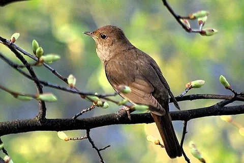 thrush nightingale: a small passerine bird of species Luscinia luscinia, related to the common nightingale