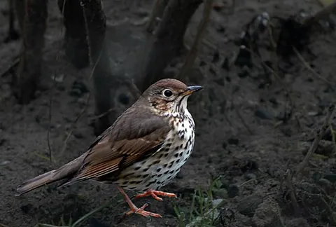 thrush: any of numerous species of songbirds of the cosmopolitan family Turdidae, such as the song thrush,...