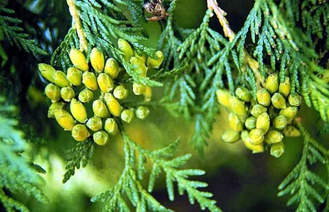 thuja: a tree of the genus Thuja