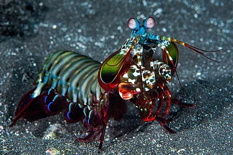 thumb splitter: synonym of mantis shrimp
