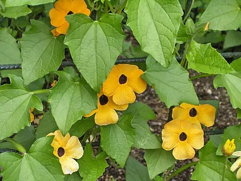 thunbergia: any member of the genus Thunbergia of flowering plants