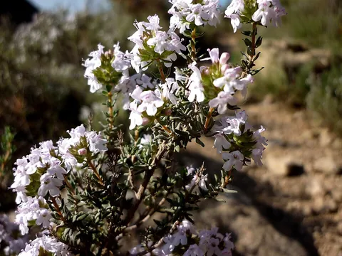 thyme: any plant of the labiate genus Thymus, such as garden thyme (Thymus vulgaris), a warm, pungent...