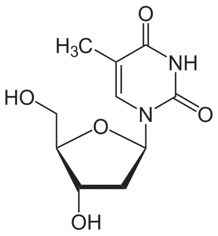 thymidine: the nucleoside consisting of a combination of deoxyribose and thymine