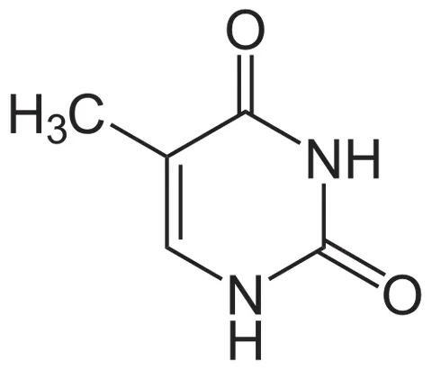thymine: a heterocyclic base, 5-methylpyrimidine-2,4(1H,3H)-dione; it pairs with adenine in DNA