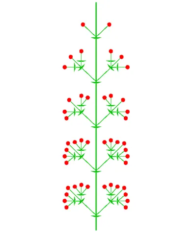 thyrse: a type of inflorescence; a compact panicle having an obscured main axis and cymose subaxes