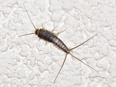 thysanuran: any of various insects, including the silverfish and firebrats, of the order Thysanura (now...