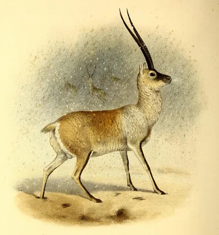 tibetan antelope: an endangered species of antelope, Pantholops hodgsonii, endemic to areas of the Tibetan Plateau