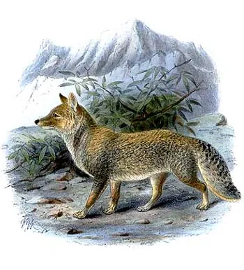 tibetan fox: vulpes ferrilata, a species of true fox endemic to the high Tibetan Plateau in Nepal, China, and...