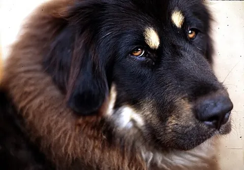 tibetan mastiff: a large dog of a breed from Central Asia, having a medium to long double coat in a wide variety of...