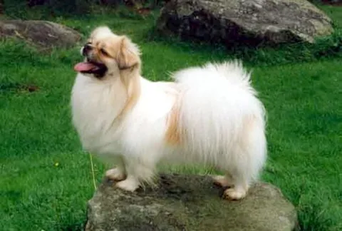 tibetan spaniel: a breed of assertive, small dogs originating in Tibet
