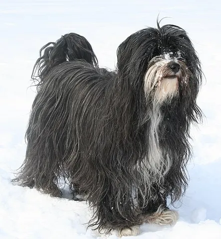tibetan terrier: a dog of a medium-sized, shaggy breed that originated in Tibet (not a true terrier)