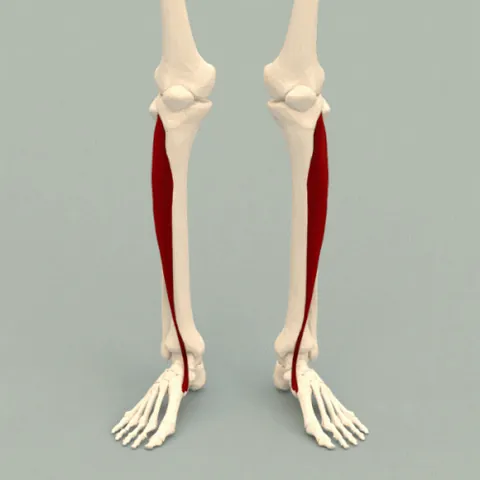 tibialis anterior: a muscle extending down the front of the lower leg, originating in the upper tibia and terminating...