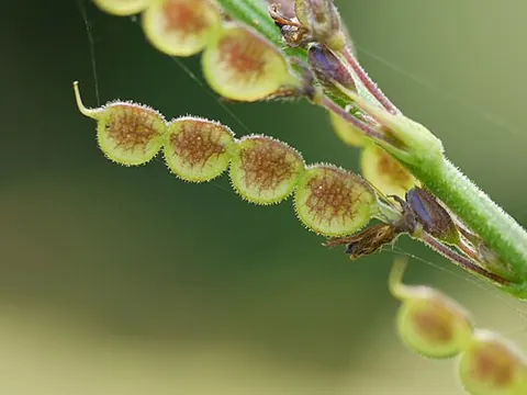 tick-trefoil: one of several species in the genus Desmodium in the legume family