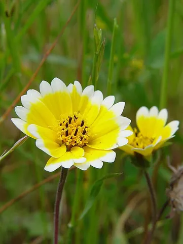 tidytips: any of the flowering plants of the genus Layia in the daisy family; they are erect annual herbs...