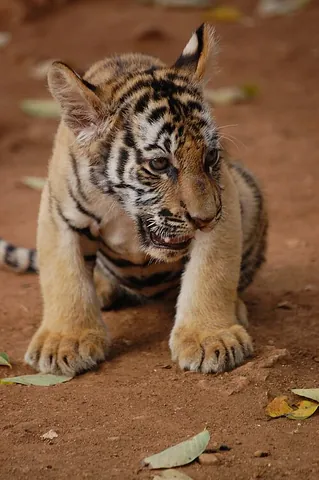 tiger cub: a young tiger