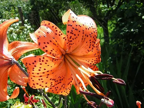 tiger lily: a bulbous flowering plant, Lilium lancifolium, with a large spectacular flower and an edible bulb