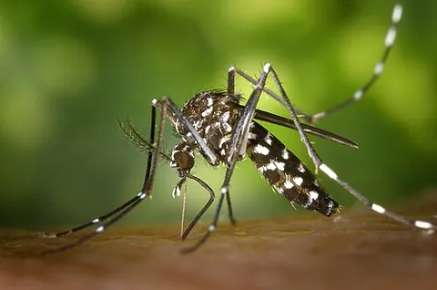 tiger mosquito: any mosquito of the species Aedes albopictus (especially) or Aedes polynesiensis, native to...