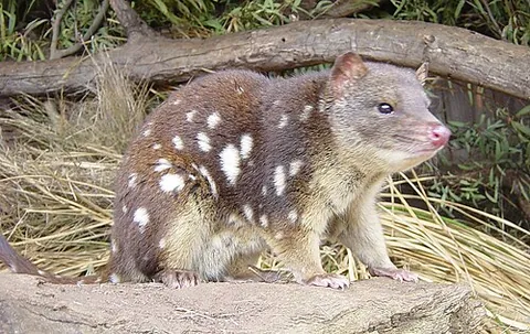 tiger quoll: a carnivorous marsupial, of species Dasyurus maculatus, native to Australia
