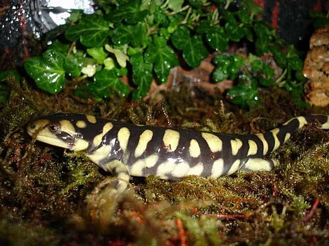 tiger salamander: a long slender salamander, Ambystoma tigrinum, having black skin and yellow markings