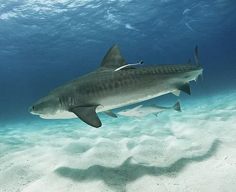 tiger shark: a large shark, of species Galeocerdo cuvier, of wide warm-water distribution, that hunts alone and...