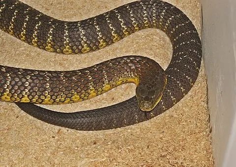 tiger snake: any of several large venomous Australian snakes of the genus Notechis