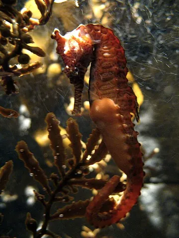 tiger snout seahorse: a species of seahorse, Hippocampus subelongatus