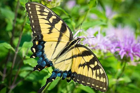 tiger swallowtail: any of a group of North American butterfly species in the genus Papilio that typically have a...