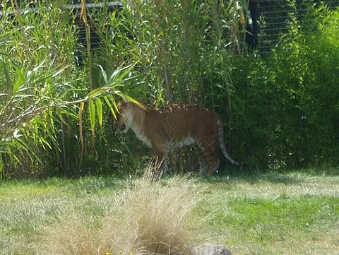 tigon: a cross between a male tiger and a lioness