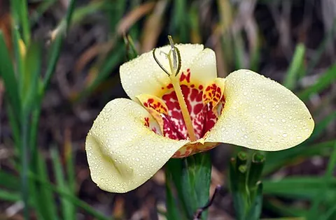 tigridia: any of the various bulbous or cormous flowering plants of the genus Tigridia
