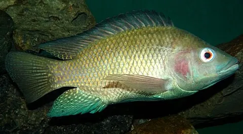 tilapia: any of various edible fish, formerly species of the genus Tilapia, but now placed in other cichlid...