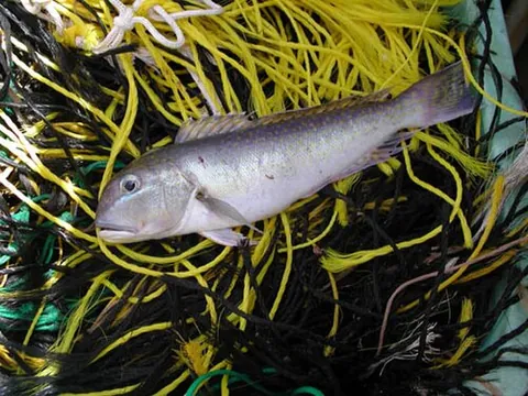 tilefish: any of the mostly small, perciform marine fish in the family Malacanthidae; an important food fish
