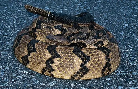 timber rattlesnake: any member of the species Crotalus horridus of rattlesnakes