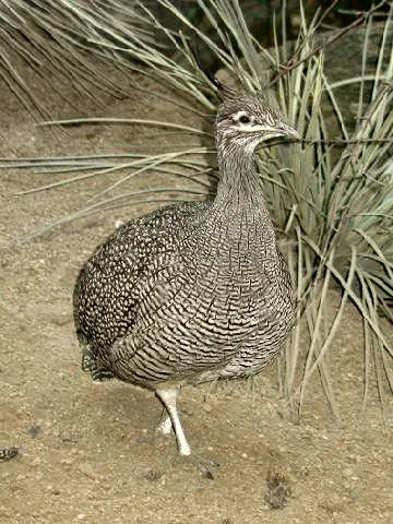 tinamou: any of the birds belonging to the South American family Tinamidae, the only family in the order...