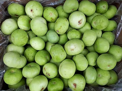 tinda: a squash-like cucurbit grown for its immature fruit