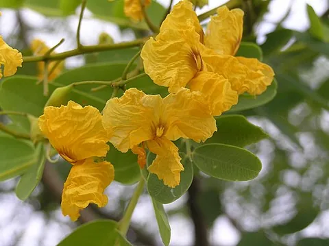 tipa: a tree of species Tipuana tipu
