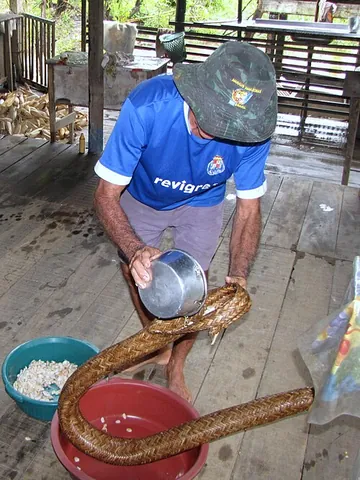 tipiti: a long tube woven from jacitara palm leaves, into which cut or mashed cassava roots (manioc) are...
