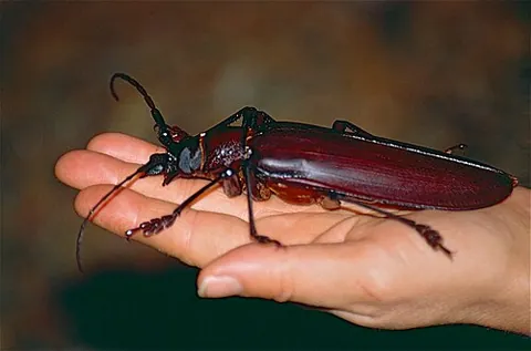 titan beetle: a species of longhorn beetle (Titanus giganteus)