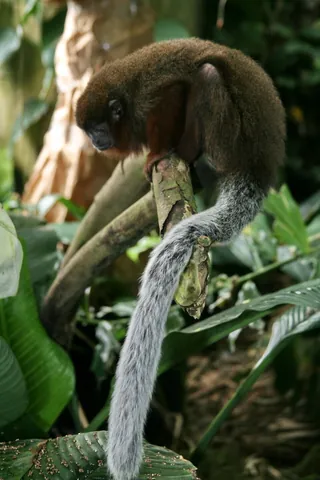 titi: any New World monkey of the subfamily Callicebinae, native to South America, distinguished by their...