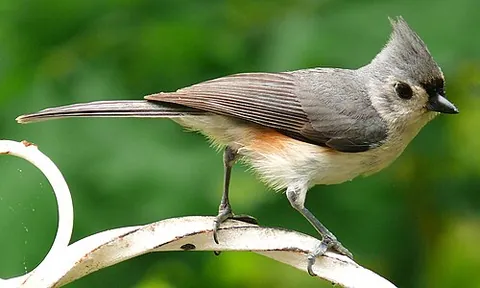 titmouse: any small passerine bird mostly of the genus Baeolophus, which are found in the woods of the...