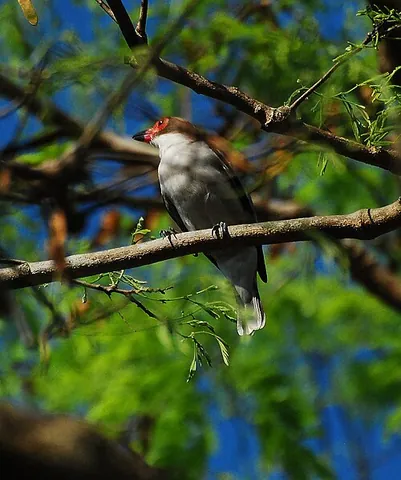 tityra: a bird of the genus Tityra