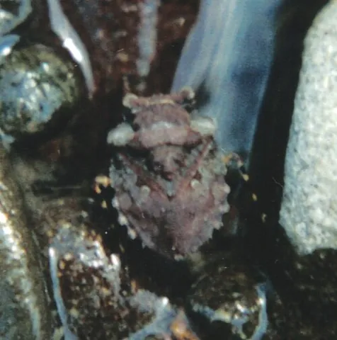 toad bug: any insect in the family Gelastocoridae of predatory riparian true bugs
