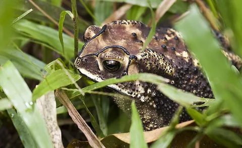toad: an amphibian, a kind of frog (broad sense, order Anura) with shorter hindlegs and a drier, wartier...