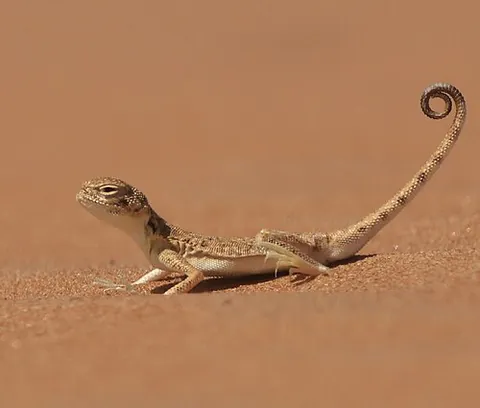 toadhead agama: any lizard of the genus Phrynocephalus