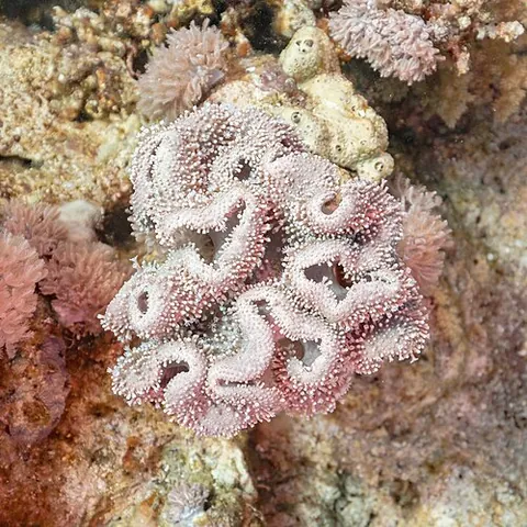 toadstool leather coral: a seal, Sarcophyton glaucum