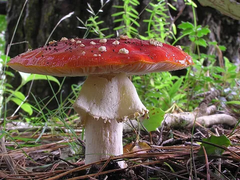 toadstool: any inedible or poisonous mushroom, especially an amanita