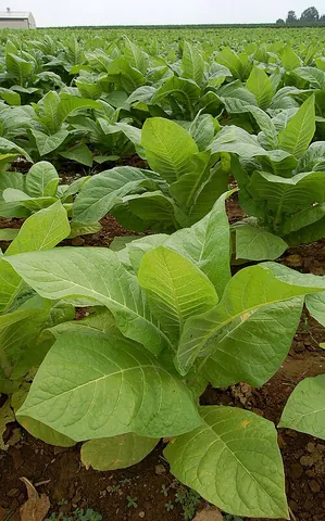 tobacco: any plant of the genus Nicotiana